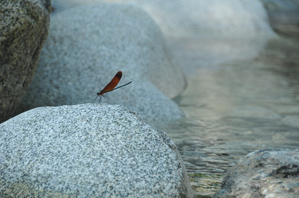 作例３背景が明るい