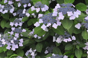 作例３とりあえず－１補正