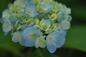 作例２レフで下の花を明るくした写真