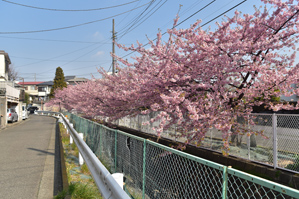 作例2 反対側は枝が伸びている