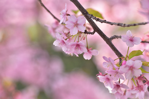 作例3 アップにして背景に人工物を入れないように