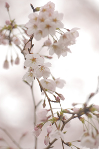 作例2 アップは曇りのほうが撮りやすい