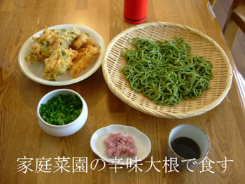 家庭菜園の辛味大根