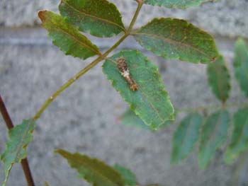 キアゲハの幼虫
