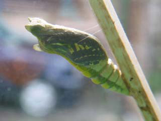 キアゲハのさなぎ