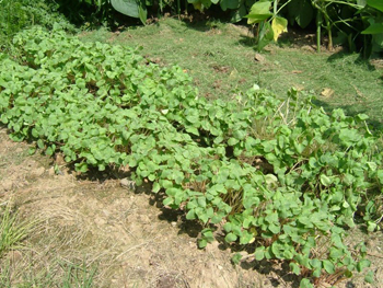 蕎麦のカイワレ