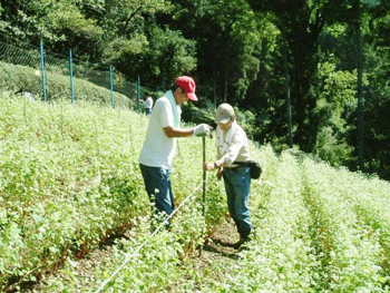 蕎麦畑_収穫