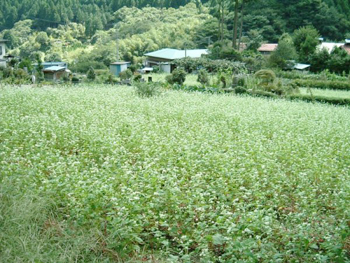 蕎麦畑