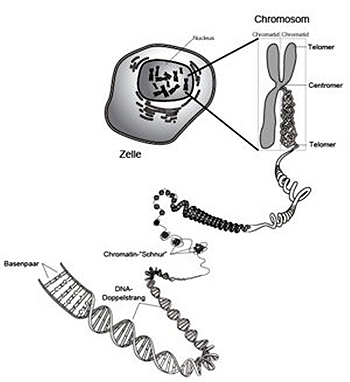 細胞分裂、老化の仕組み