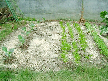 ブロッコリー・三列の日本ほうれん草・右端がからし菜