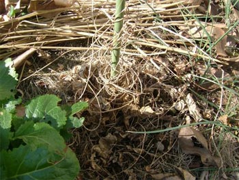 アピオスの枯れた蔓