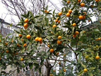 金柑の木