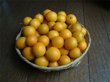 収穫した金柑