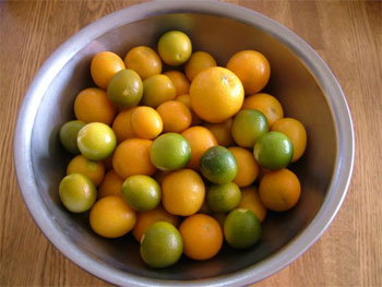 取り残しの金柑