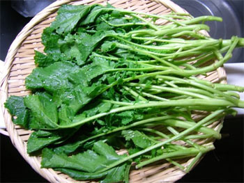 熱湯にくぐらせたからし菜