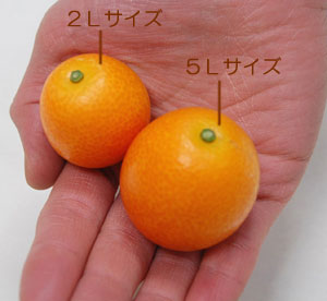 金柑のサイズ