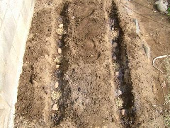 ジャガイモの植え付け