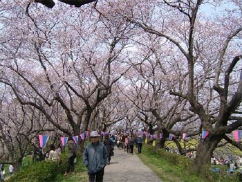 権現堂堤の桜