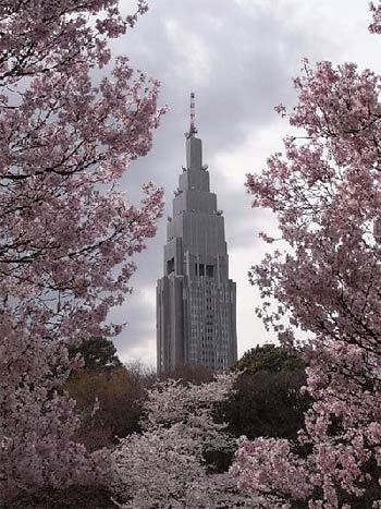 新宿の桜