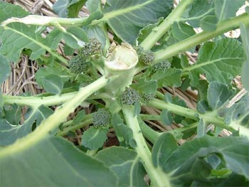 ブロッコリーの子