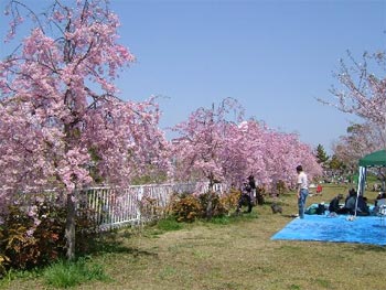 小松川千本桜