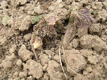 「インカのめざめ」