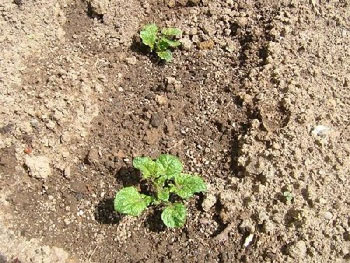 おませな「インカのめざめ」