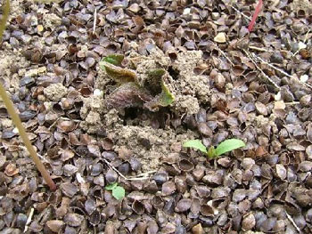 アンデスレッド