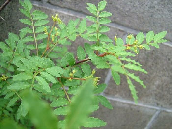 山椒の花