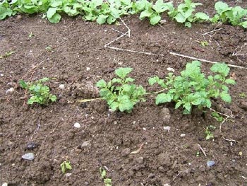 「インカのめざめ」