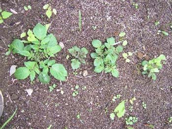 アンデスレッド