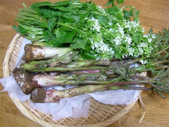 山葵菜と山ウド