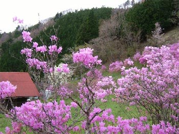 ツツジの花園