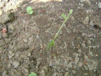 アピオスの芽吹き