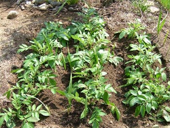 アンデスレッド