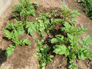 「インカのめざめ」