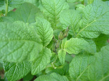 「インカの目覚め」