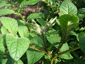 アンデスレッドの蕾