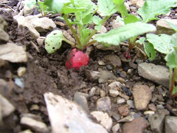 キスミーはつか大根