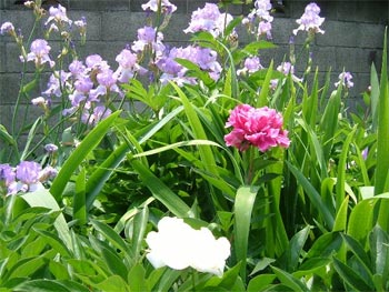花菖蒲・シャクヤクの花盛り