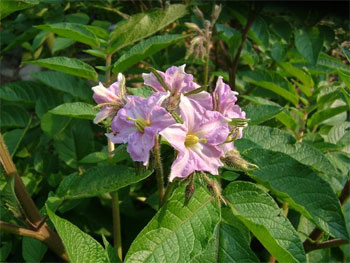 アンデスレッドの花