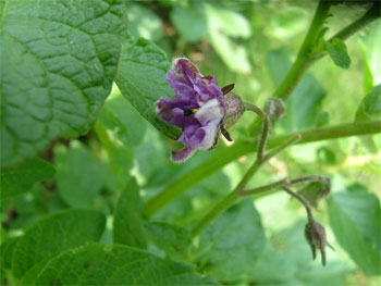 インカのめざめの花