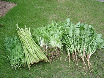 収穫したニラ・蕗・みず菜・辛味大根