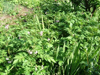 アンデスレッド