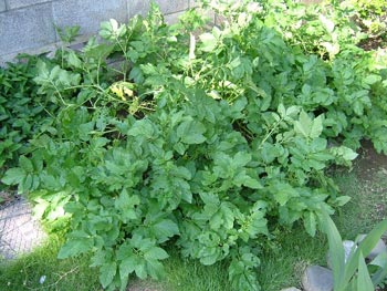 インカの目覚め