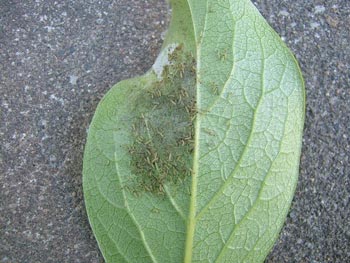 葉についた害虫