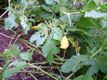 インカのめざめの葉