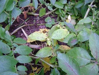 アンデスレッド