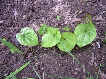 零余子（むかご）