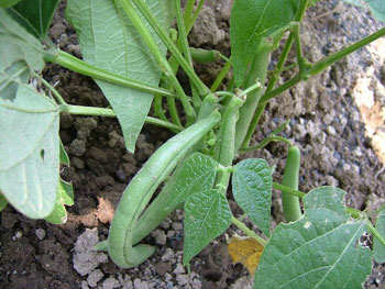 蔓無しインゲン